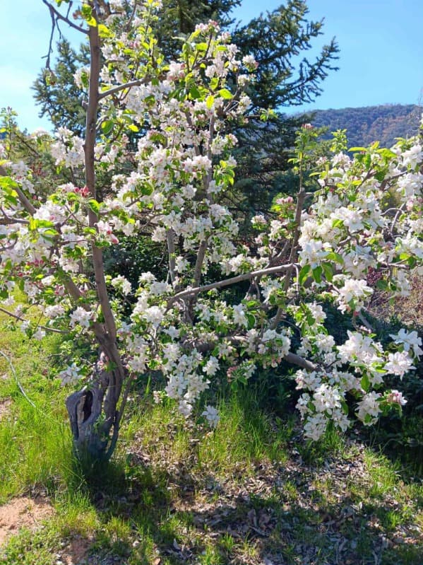Mom's Country Orchards — photo 3