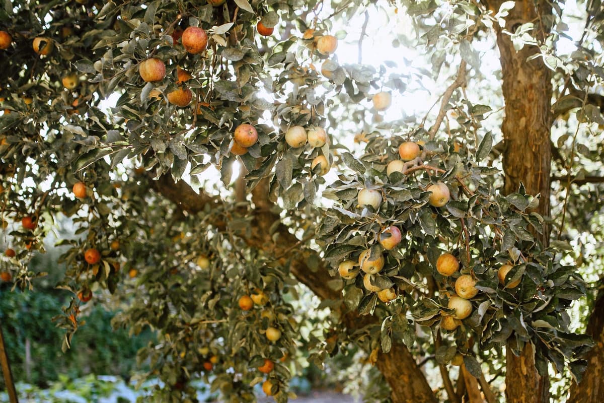 Stone Soup Farm & Heritage Orchard — photo 2