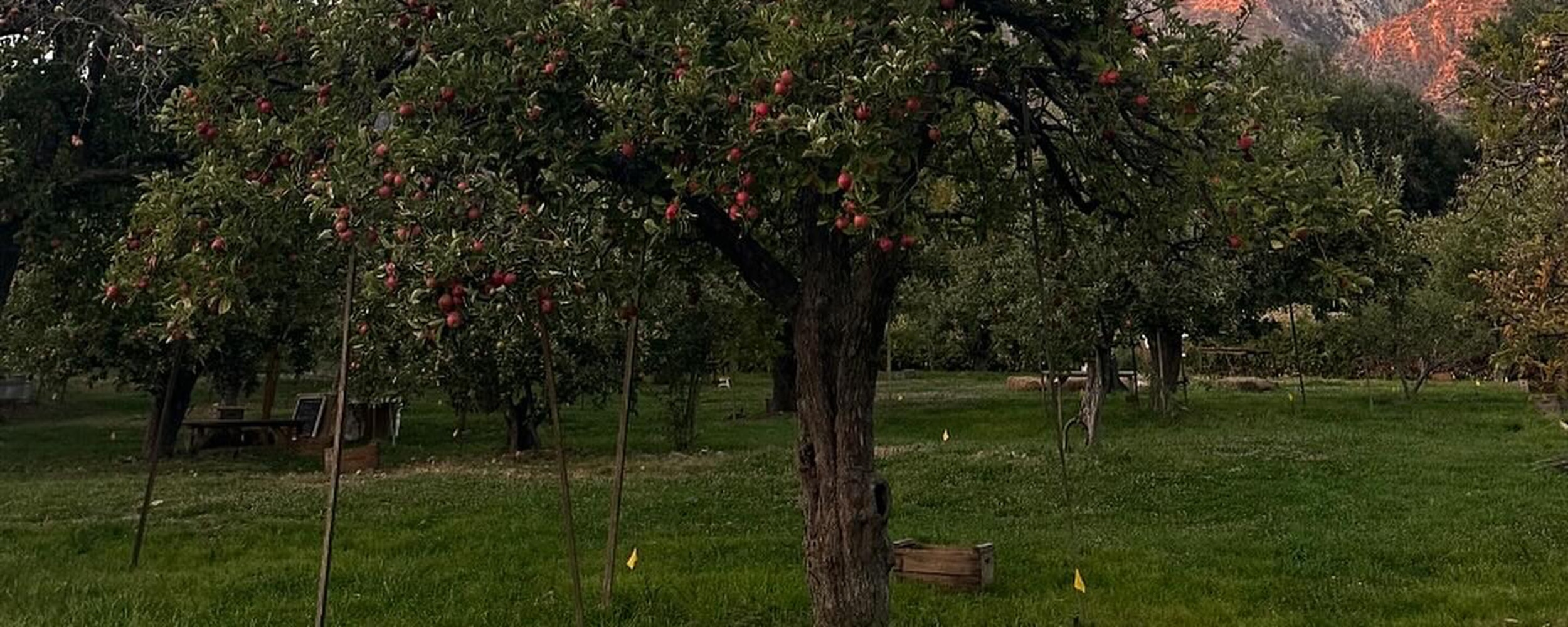 Willowbrook Apple Farm — hero photo